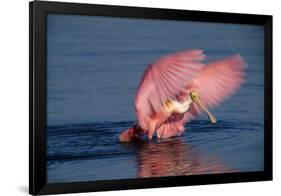 Roseate Spoonbill (Ajaia ajaja) adult with wings spread, Florida, USA-David Hosking-Framed Photographic Print