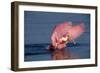 Roseate Spoonbill (Ajaia ajaja) adult with wings spread, Florida, USA-David Hosking-Framed Photographic Print