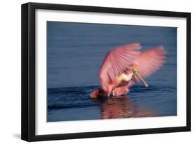 Roseate Spoonbill (Ajaia ajaja) adult with wings spread, Florida, USA-David Hosking-Framed Photographic Print