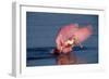 Roseate Spoonbill (Ajaia ajaja) adult with wings spread, Florida, USA-David Hosking-Framed Photographic Print