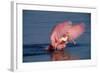 Roseate Spoonbill (Ajaia ajaja) adult with wings spread, Florida, USA-David Hosking-Framed Photographic Print