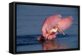 Roseate Spoonbill (Ajaia ajaja) adult with wings spread, Florida, USA-David Hosking-Framed Stretched Canvas