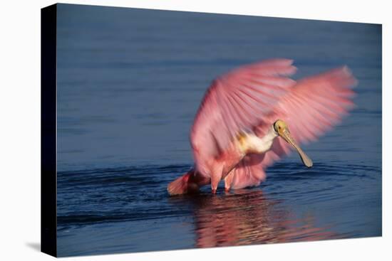 Roseate Spoonbill (Ajaia ajaja) adult with wings spread, Florida, USA-David Hosking-Stretched Canvas
