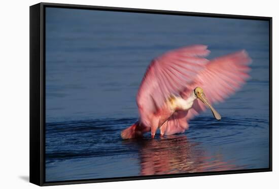 Roseate Spoonbill (Ajaia ajaja) adult with wings spread, Florida, USA-David Hosking-Framed Stretched Canvas