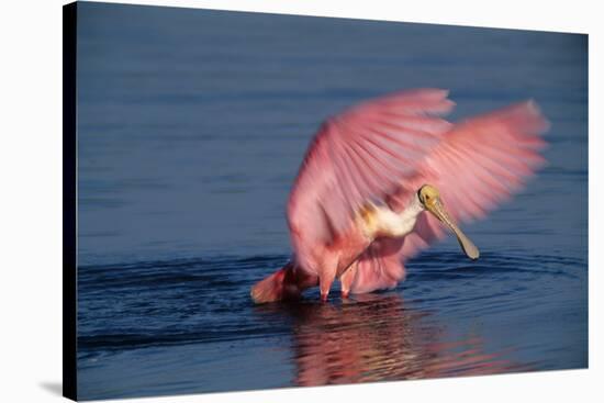 Roseate Spoonbill (Ajaia ajaja) adult with wings spread, Florida, USA-David Hosking-Stretched Canvas