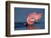 Roseate Spoonbill (Ajaia ajaja) adult with wings spread, Florida, USA-David Hosking-Framed Photographic Print