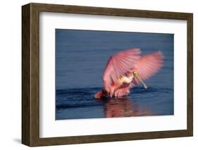 Roseate Spoonbill (Ajaia ajaja) adult with wings spread, Florida, USA-David Hosking-Framed Photographic Print