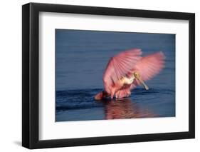 Roseate Spoonbill (Ajaia ajaja) adult with wings spread, Florida, USA-David Hosking-Framed Photographic Print