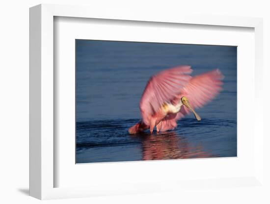 Roseate Spoonbill (Ajaia ajaja) adult with wings spread, Florida, USA-David Hosking-Framed Photographic Print