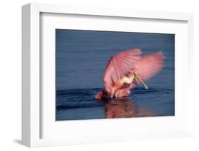 Roseate Spoonbill (Ajaia ajaja) adult with wings spread, Florida, USA-David Hosking-Framed Photographic Print