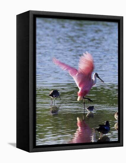 Roseate Spoonbill (Ajaia Ajaja), J. N. "Ding" Darling National Wildlife Refuge, Florida-James Hager-Framed Stretched Canvas