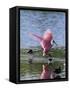 Roseate Spoonbill (Ajaia Ajaja), J. N. "Ding" Darling National Wildlife Refuge, Florida-James Hager-Framed Stretched Canvas