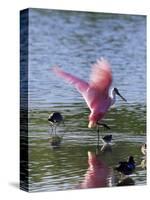 Roseate Spoonbill (Ajaia Ajaja), J. N. "Ding" Darling National Wildlife Refuge, Florida-James Hager-Stretched Canvas