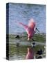 Roseate Spoonbill (Ajaia Ajaja), J. N. "Ding" Darling National Wildlife Refuge, Florida-James Hager-Stretched Canvas