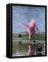 Roseate Spoonbill (Ajaia Ajaja), J. N. "Ding" Darling National Wildlife Refuge, Florida-James Hager-Framed Stretched Canvas