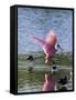 Roseate Spoonbill (Ajaia Ajaja), J. N. "Ding" Darling National Wildlife Refuge, Florida-James Hager-Framed Stretched Canvas