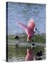 Roseate Spoonbill (Ajaia Ajaja), J. N. "Ding" Darling National Wildlife Refuge, Florida-James Hager-Stretched Canvas