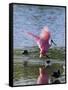 Roseate Spoonbill (Ajaia Ajaja), J. N. "Ding" Darling National Wildlife Refuge, Florida-James Hager-Framed Stretched Canvas