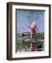 Roseate Spoonbill (Ajaia Ajaja), J. N. "Ding" Darling National Wildlife Refuge, Florida-James Hager-Framed Premium Photographic Print