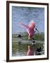 Roseate Spoonbill (Ajaia Ajaja), J. N. "Ding" Darling National Wildlife Refuge, Florida-James Hager-Framed Premium Photographic Print