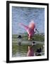 Roseate Spoonbill (Ajaia Ajaja), J. N. "Ding" Darling National Wildlife Refuge, Florida-James Hager-Framed Premium Photographic Print