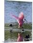 Roseate Spoonbill (Ajaia Ajaja), J. N. "Ding" Darling National Wildlife Refuge, Florida-James Hager-Mounted Premium Photographic Print