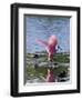 Roseate Spoonbill (Ajaia Ajaja), J. N. "Ding" Darling National Wildlife Refuge, Florida-James Hager-Framed Photographic Print