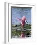 Roseate Spoonbill (Ajaia Ajaja), J. N. "Ding" Darling National Wildlife Refuge, Florida-James Hager-Framed Photographic Print