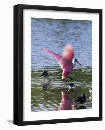 Roseate Spoonbill (Ajaia Ajaja), J. N. "Ding" Darling National Wildlife Refuge, Florida-James Hager-Framed Photographic Print