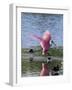 Roseate Spoonbill (Ajaia Ajaja), J. N. "Ding" Darling National Wildlife Refuge, Florida-James Hager-Framed Photographic Print