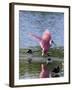 Roseate Spoonbill (Ajaia Ajaja), J. N. "Ding" Darling National Wildlife Refuge, Florida-James Hager-Framed Photographic Print