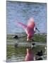 Roseate Spoonbill (Ajaia Ajaja), J. N. "Ding" Darling National Wildlife Refuge, Florida-James Hager-Mounted Photographic Print