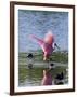 Roseate Spoonbill (Ajaia Ajaja), J. N. "Ding" Darling National Wildlife Refuge, Florida-James Hager-Framed Photographic Print