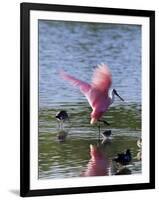 Roseate Spoonbill (Ajaia Ajaja), J. N. "Ding" Darling National Wildlife Refuge, Florida-James Hager-Framed Photographic Print