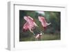 Roseate Spoonbill (Ajaia Ajaja) Landing on Perch at High Island, Texas-Larry Ditto-Framed Photographic Print