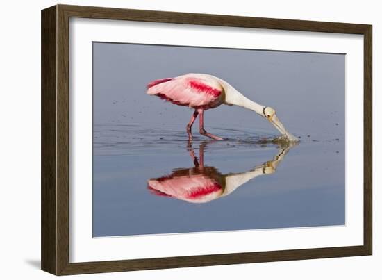 Roseate Spoonbill (Ajaja ajaja) adult, feeding in shallow water, Florida, USA-Kevin Elsby-Framed Photographic Print