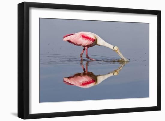 Roseate Spoonbill (Ajaja ajaja) adult, feeding in shallow water, Florida, USA-Kevin Elsby-Framed Photographic Print