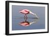 Roseate Spoonbill (Ajaja ajaja) adult, feeding in shallow water, Florida, USA-Kevin Elsby-Framed Photographic Print