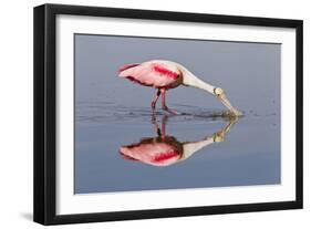 Roseate Spoonbill (Ajaja ajaja) adult, feeding in shallow water, Florida, USA-Kevin Elsby-Framed Photographic Print