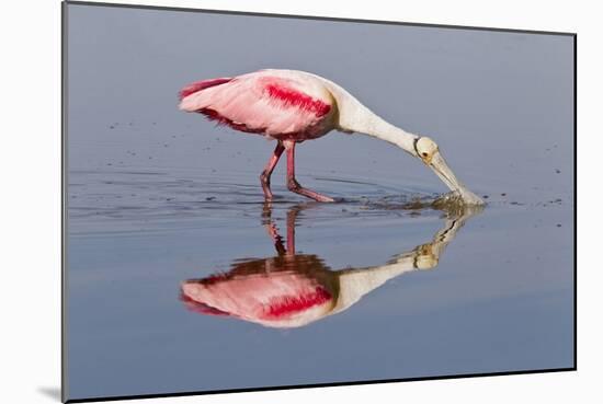 Roseate Spoonbill (Ajaja ajaja) adult, feeding in shallow water, Florida, USA-Kevin Elsby-Mounted Photographic Print