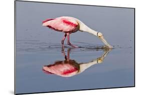 Roseate Spoonbill (Ajaja ajaja) adult, feeding in shallow water, Florida, USA-Kevin Elsby-Mounted Photographic Print