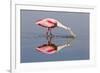 Roseate Spoonbill (Ajaja ajaja) adult, feeding in shallow water, Florida, USA-Kevin Elsby-Framed Photographic Print