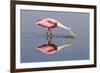Roseate Spoonbill (Ajaja ajaja) adult, feeding in shallow water, Florida, USA-Kevin Elsby-Framed Photographic Print