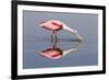 Roseate Spoonbill (Ajaja ajaja) adult, feeding in shallow water, Florida, USA-Kevin Elsby-Framed Photographic Print