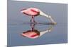 Roseate Spoonbill (Ajaja ajaja) adult, feeding in shallow water, Florida, USA-Kevin Elsby-Mounted Photographic Print