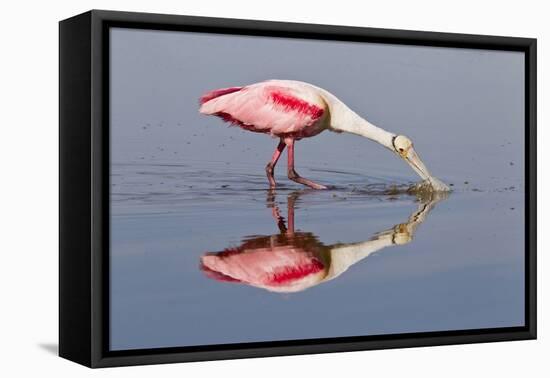 Roseate Spoonbill (Ajaja ajaja) adult, feeding in shallow water, Florida, USA-Kevin Elsby-Framed Stretched Canvas