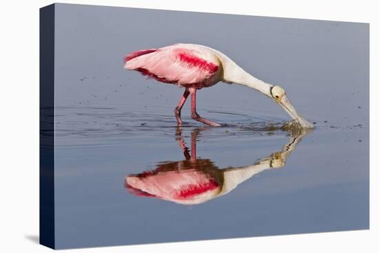 Roseate Spoonbill (Ajaja ajaja) adult, feeding in shallow water, Florida, USA-Kevin Elsby-Stretched Canvas