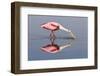 Roseate Spoonbill (Ajaja ajaja) adult, feeding in shallow water, Florida, USA-Kevin Elsby-Framed Photographic Print