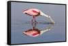 Roseate Spoonbill (Ajaja ajaja) adult, feeding in shallow water, Florida, USA-Kevin Elsby-Framed Stretched Canvas