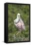 Roseate Spoonbill at Alligator Farm rookery, Florida, USA-Jim Engelbrecht-Framed Stretched Canvas